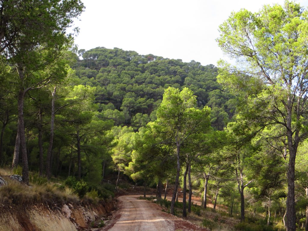 PNM Monte Coto - Vistas camino